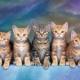 [obrazky_4ever_sk]-macicky-6401587.jpg