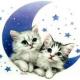 [obrazky_4ever_sk]-maciatka,-mesiac,-hviezdy-6713709.jpg