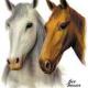 [obrazky_4ever_sk]-kon-4064859.jpg