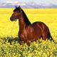 [obrazky_4ever_sk]-kon-8682838.jpg