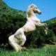 [obrazky_4ever_sk]-kon,-les,-trava,-obloha-7485752.jpg